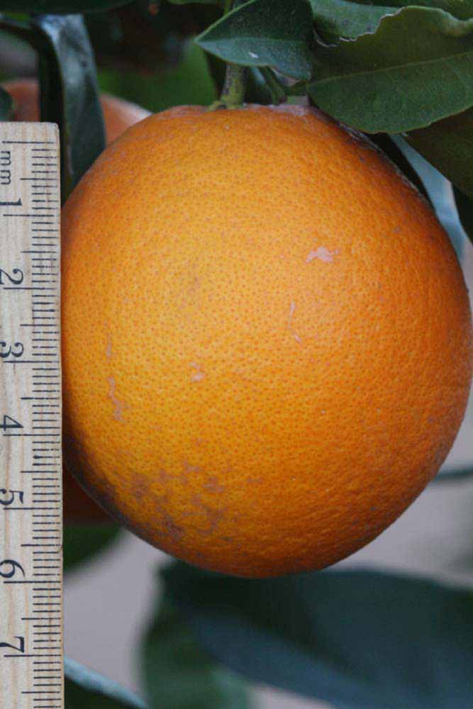            Fruit (Riverside, CA)   